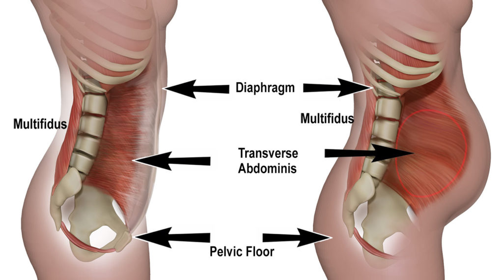 Pelvic Floor Core Muscles