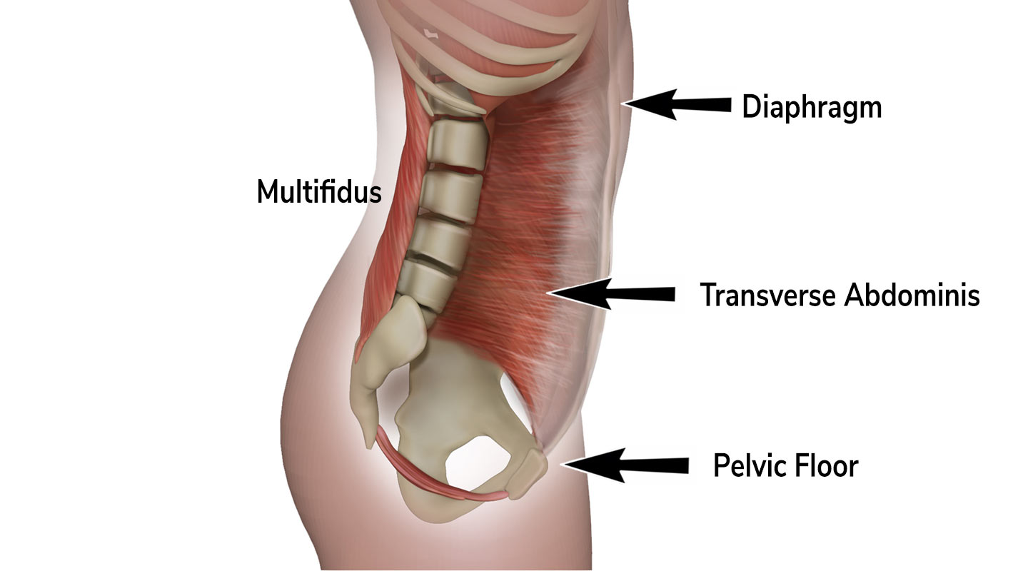 Transverse abdominis and pelvic floor 2025